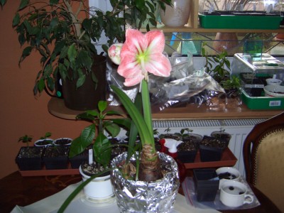 Amaryllis 11.3.09 003.jpg