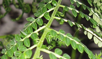 Paraserianthes lophantha2a.jpg
