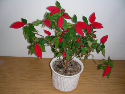 dscn9025.jpg