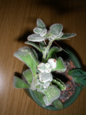 dscn9033.jpg