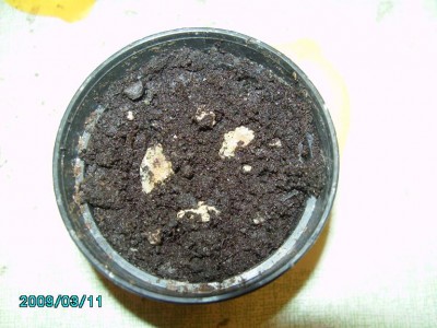 PICT0530.JPG