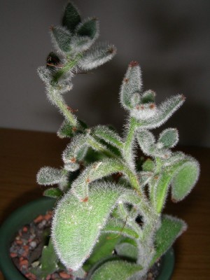 dscn9030.jpg