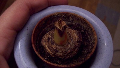 Ama kranke Zwiebel.jpg