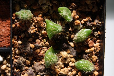 Pachycereus pringlei 18.01.2009 - 3.jpg