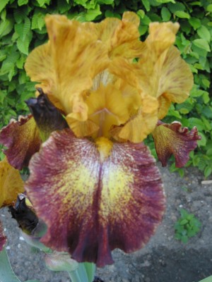 Nr25 Hot to Trot.jpg