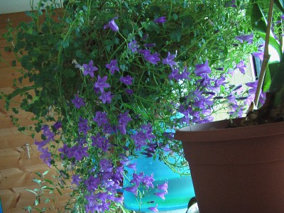 campanula iso..JPG