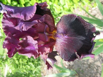 Nr3,19 Name Robe of Roality.jpg