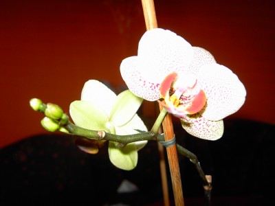 PICT2813.JPG