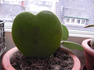 Herzblume1.JPG