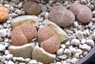 lithles3.jpg