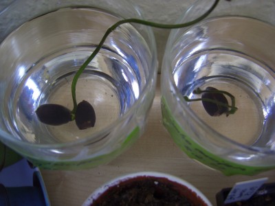 LotosAllerlei 006.jpg