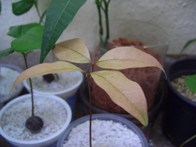 LotosAllerlei 008.jpg