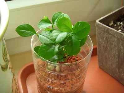 LotosAllerlei 007.jpg