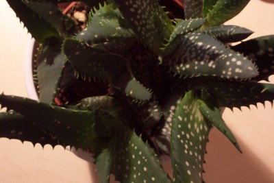 100_3903.JPG
