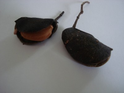 Baum 2.jpg