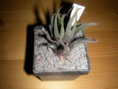 dscn9040.jpg