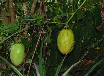 505 Bali Obstplantage.JPG