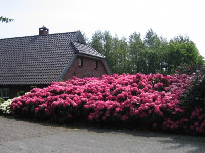 Blütenbilder Teil 5 029.jpg