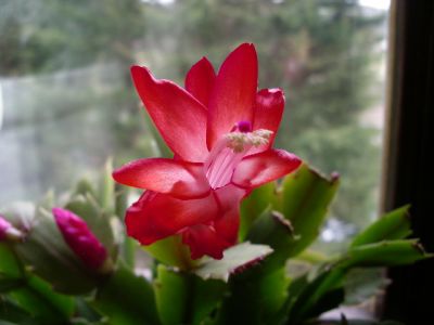IMGP4072.JPG