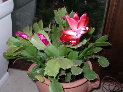 IMGP4071.JPG