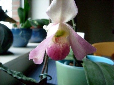 Paphiopedilum vietnamense x.jpg