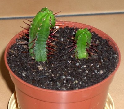 Euphorbia enopla.jpg