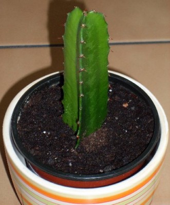 Euphorbia trigona.jpg