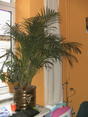 BILD0393.GIF