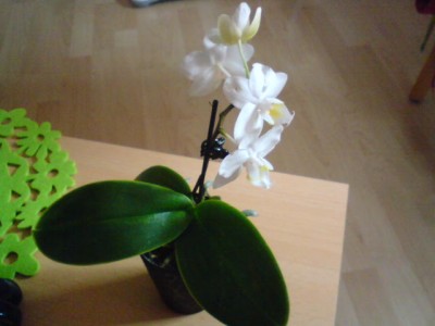 DSC00049.JPG