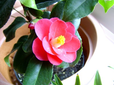 PIC_0001.JPG