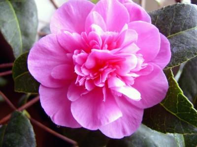 PIC_0003.JPG