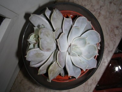 dscn9057_1.jpg
