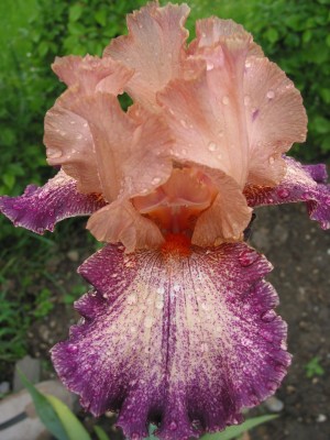 Nr.31 Secret Melody.jpg