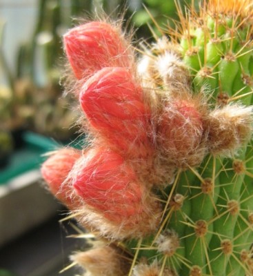 IMG_0794a Bolivicereus samaipatanus v. multiflorus.jpg