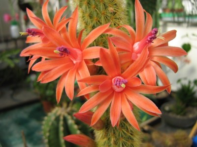 IMG_0787 Hildewintera aureispina.jpg