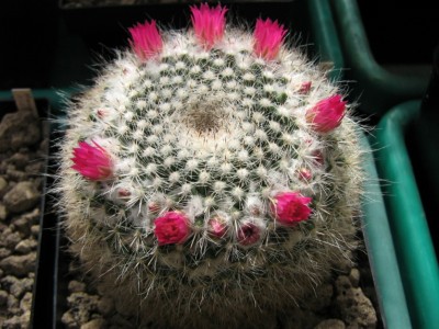 IMG_0786 Mammillaria 101.jpg