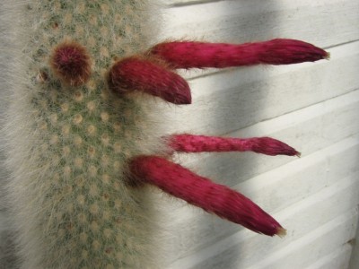 IMG_0785 Cleistocactus strausii.jpg