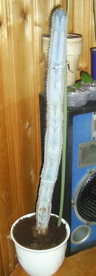 SA405256.JPG