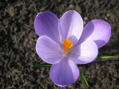 Krokus.jpg