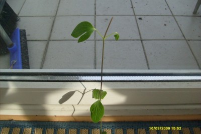 Clematis [].JPG