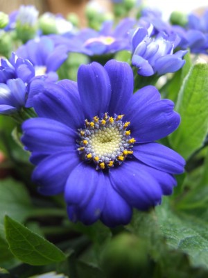 DSCF2706.JPG