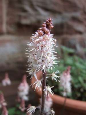 DSCF2703.JPG