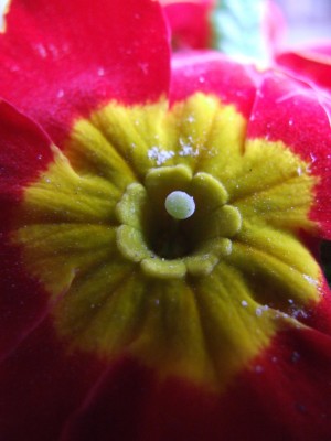 DSCF2701.JPG