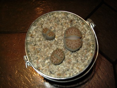 DSCI0001.JPG