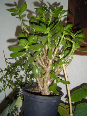 Crassula 1,März 09.jpg