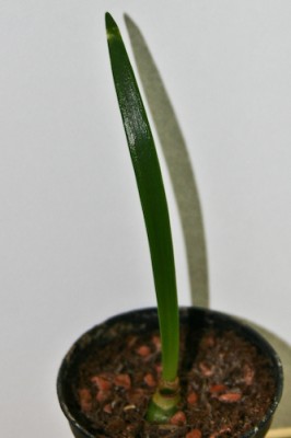 Amaryllis (1 von 1).jpg