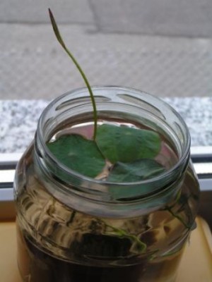 2009-03-16 Lotos Passi 001.JPG