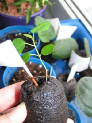 2009-03-16 Lotos Passi 007.JPG