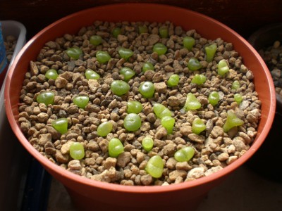 lithopsbabies01.jpg