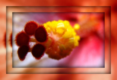wallflowermacro2.jpg